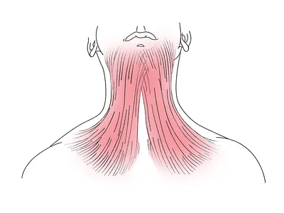 Neck muscles blog clean graphic design head health healthy human illustration lifestyle medical minimal muscles neck simple sport vector