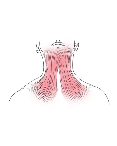 Neck muscles blog clean graphic design head health healthy human illustration lifestyle medical minimal muscles neck simple sport vector