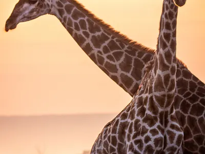 4 days private Serengeti Wildebeest Migration Ndutu Calving