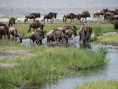 5 days Serengeti wildebeest Migration safari tour