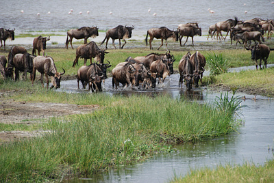 5 days Serengeti wildebeest Migration safari tour