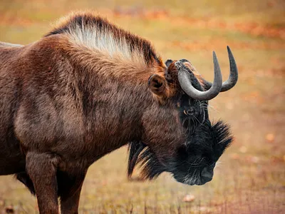 6 days Great wildebeest Migration safari