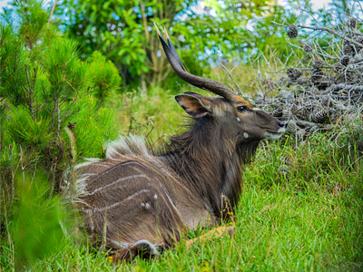 8 days Serengeti Wildebeest Migration safari tour adventure