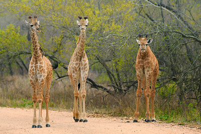 2 days Tanzania Private Luxury safari to Tarangire & Ngorongoro wildlife