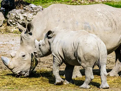 9-day Serengeti Migration tour to Tarangire, Serengeti...