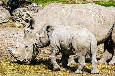 9-day Serengeti Migration tour to Tarangire, Serengeti...