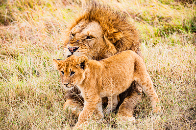 7 days Serengeti Wildebeest Migration safari tour to Serengeti