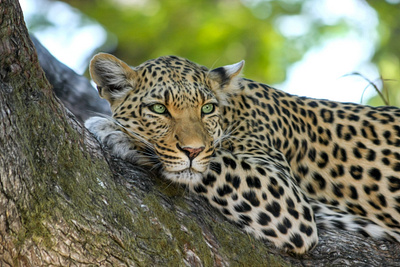 8 days Tanzania lodge luxury safari to Lake Manyara, &Serengeti