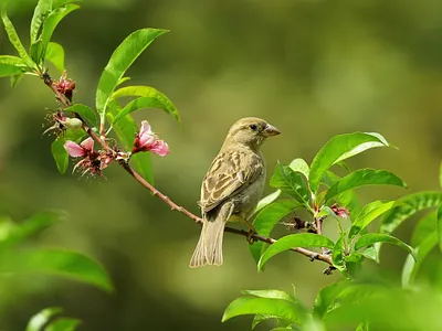 14 days Tanzania Luxury safari | Zanzibar Holiday Adventure serengetigreatmigrationsafari