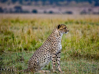 1 Day Tanzania Sharing Safari Tour to Ngorongoro Crater tanzaniasafaris wildlife