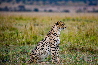 1 Day Tanzania Sharing Safari Tour to Ngorongoro Crater tanzaniasafaris wildlife