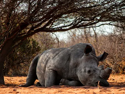 1 Day Tanzania Sharing Group Safari Tour to Tarangire