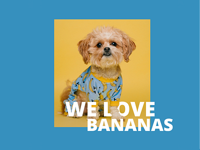 Puppy ad design dog graphic design photoshop puppy