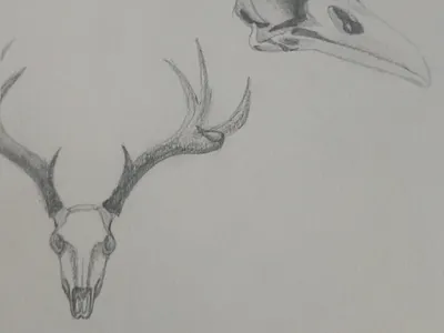 graphite realism artist design illustration