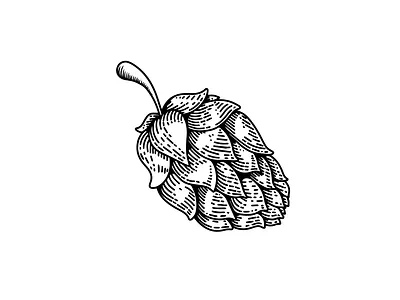 Hop branch in engraving style. beer beer hop decoration engraving hop logo vintage