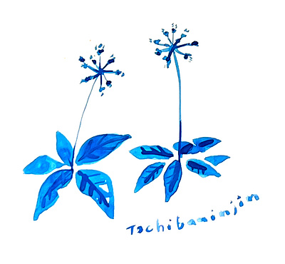 tochibaninjin_japanese flower design illustration textile wallpaper