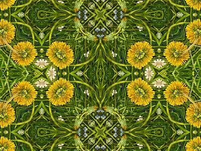 Dandelion design all over pattern branding dandelion designs illustration logo spring flowers wild flowers wrapping paper