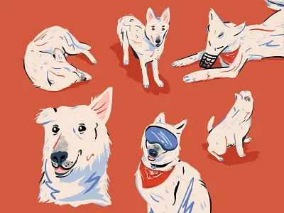 Stella the dog animal cute dog dog poses dog sketches dogs ill illustration shepherd sketches swiss dog white dog