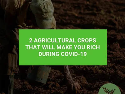 Video Ad for YetuFood (Agricultural training) branding graphic design motion graphics