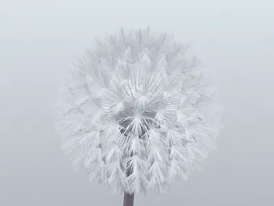 Blowing In The Wind 3d 3d art animation c4d cinema4d dandelion flower mograph motion octane simulation wind