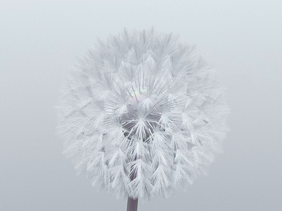 Blowing In The Wind 3d 3d art animation c4d cinema4d dandelion flower mograph motion octane simulation wind