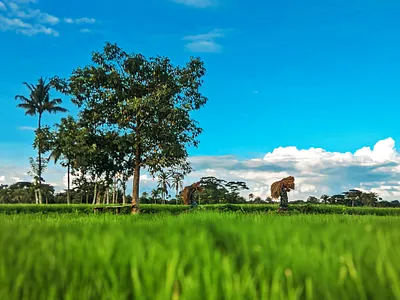 Bangladesh Nature bangladesh graphic design green land nature