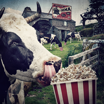 "Popcorn Cows in the Cinema". art direction design digital art fun funny graphic design illustration photo compositing photomontage portugal