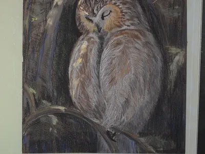 Sleeping Owl art atmosphere fine art forest graphic grey illustration owl pastel sleep sleeping