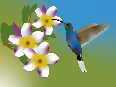 Colibri art draw graphic design illustration