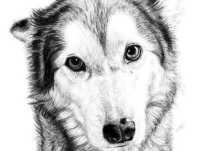 Pet Portrait Comission design drawing illustration portrait