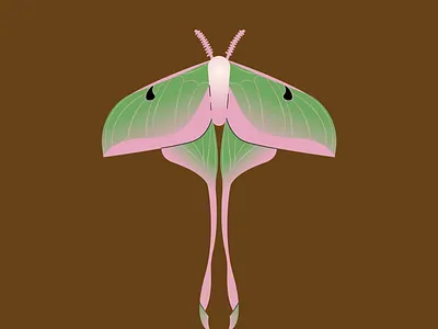 18. Wing animal bug illustration illustrator luna moth minimal moth vector wing wings