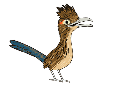 Roadrunner Character bird character desert design illustration roadrunner