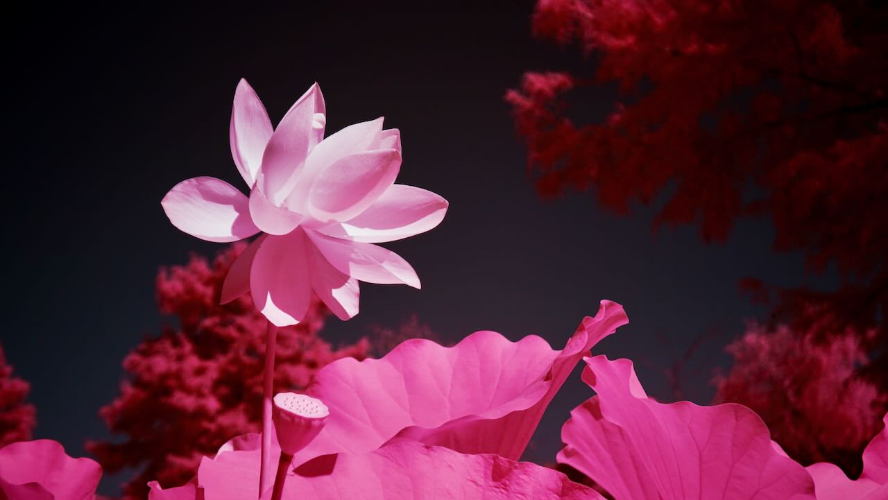 Kenilworth Aquatic Gardens DC / IR