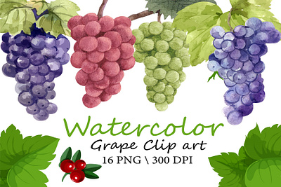 Watercolor Grape Clipart berry blue grapes bunch of grapes grape grape border grapes green grapes illustration pink grape red grape vector vine watercolor watercolor clipart