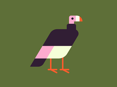 Vulture bird digital illustration illustration vulture