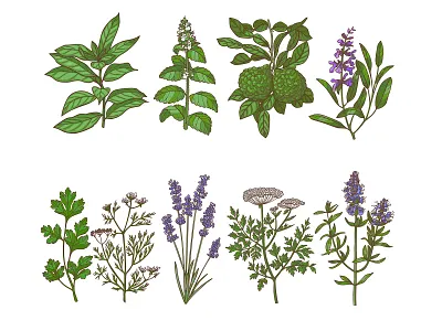 Herbs caffir lime cilantro cooking graphic hand drawn herbs hyssop illustration illustrator laurel lavender lemon balm natural parsley plants sage set spices vector