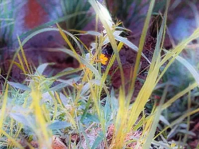 Green grass branding graphic design illustration outdoor