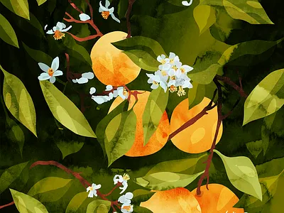 oranges branding by maja pučko design graphic design illustration