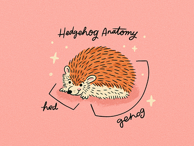 Hedgehog Anatomy anatomy animal cute funny hedgehog humor illustration lettering procreate type