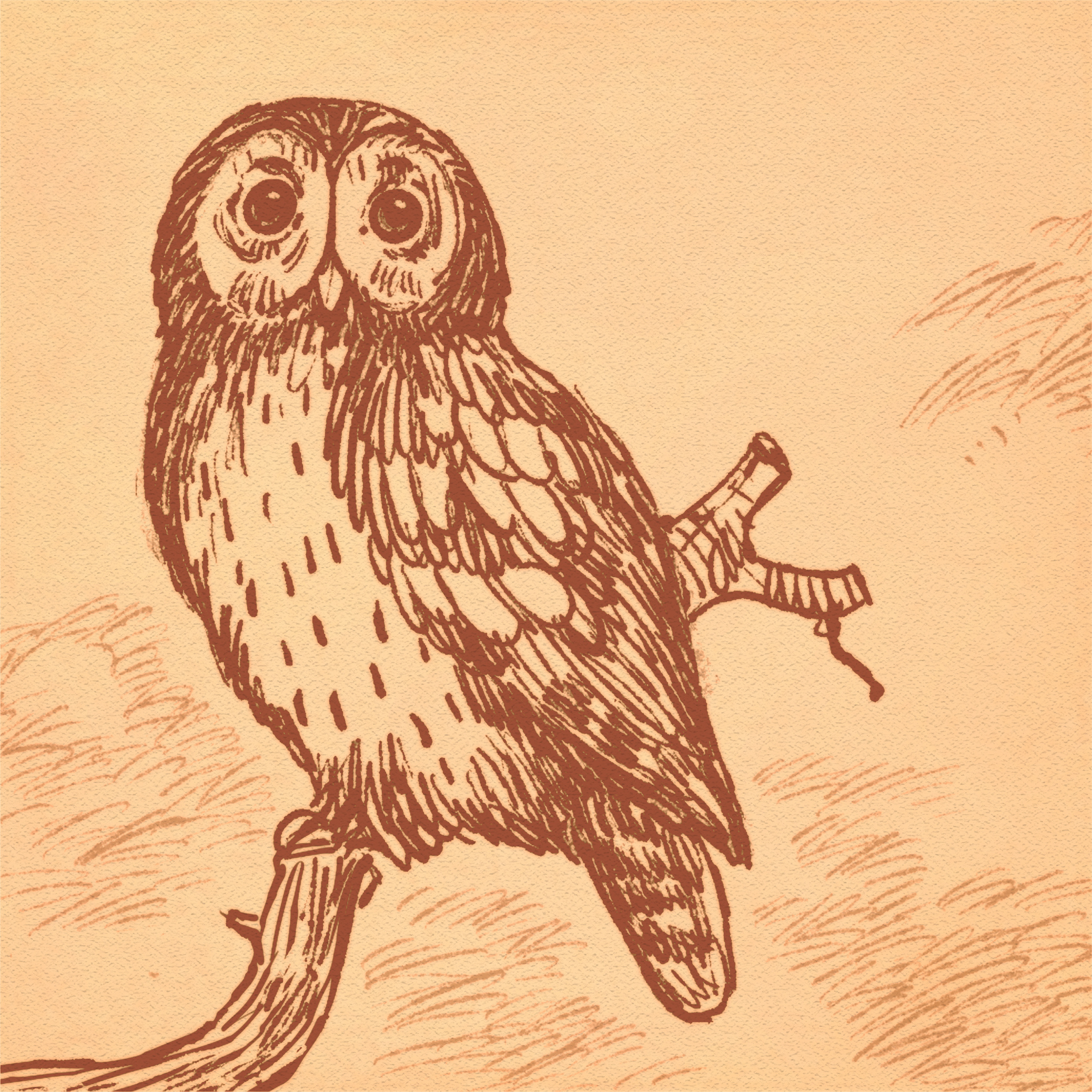 Bio-Diversity Sketch Project animals bio diversity birds british wildlife drawing fauna flora fun illustrated illustration owl plants sketchbook sketching wildlife