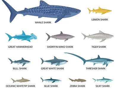 Sharks sizes icons set fishes flat illustration sharks sizes vector