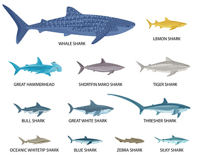 Sharks sizes icons set fishes flat illustration sharks sizes vector