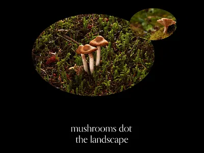 Mycelium - Website Template - Squarespace clean colorful company corporate modern multipurpose multipurpose template photography pitch deck portfolio presentation studio template ui unique ux web web design web development website