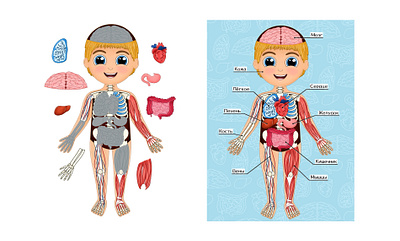 Human organs body body structure book boy character children design girl illustration illustrator organ