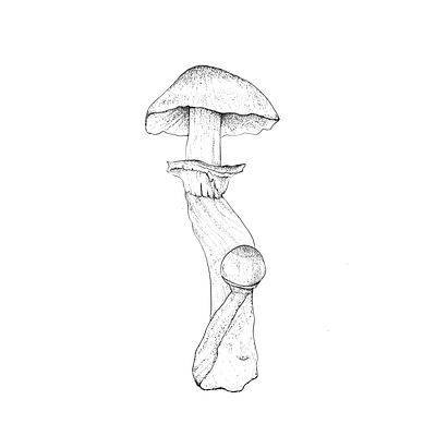 Magic Mushroom art artwork drawing illustraion illustration