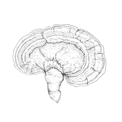 Reishi mushroom art artwork drawing illustraion illustration