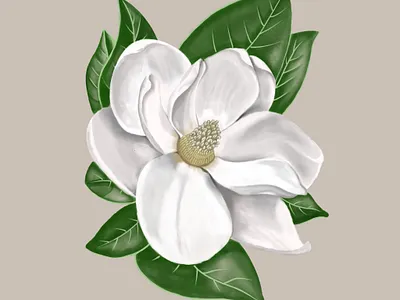 Handrawn white magnolia watercolor flower flower hand drawn illustration painting watercolor