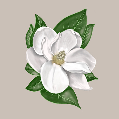 Handrawn white magnolia watercolor flower flower hand drawn illustration painting watercolor