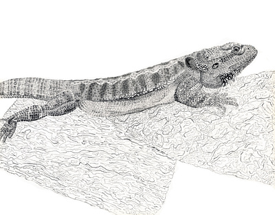 Rocko the Bearded Dragon animal bearded dragon desert drawing graphite illustration line work lizard pencil drawing pet portrait reptile traditional media wildlife