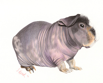 Barnabas the Skinny Pig animal colored pencil guinea pig illustration nature pet portrait portrait skinny pig wildlife